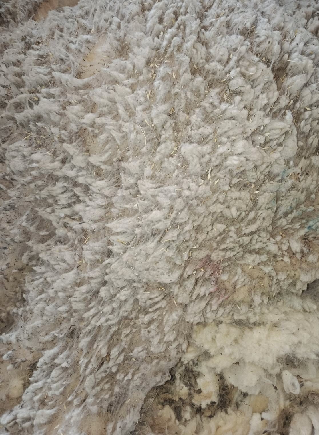 Lông cừu thô sau khi xén, màu trắng tự nhiên.